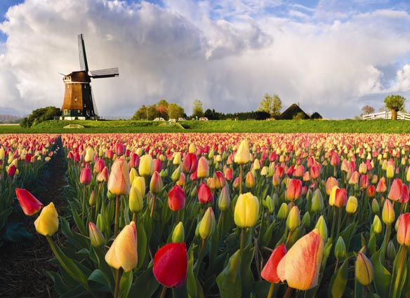 Tulipany